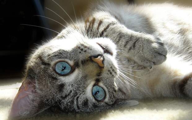 Картинки по запросу фото кошки с голубыми глазами