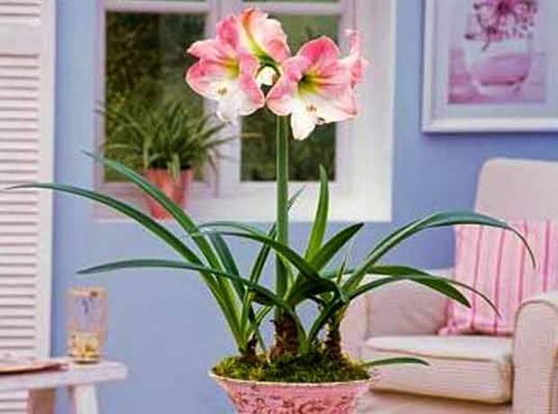 plants1014-12.jpg