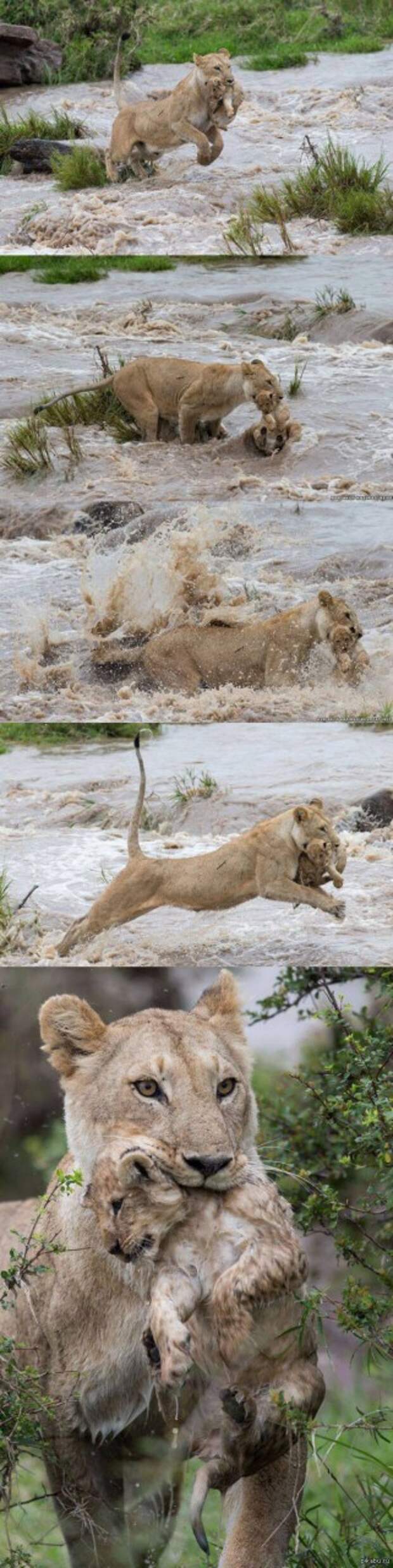 Львица спасает своего детеныша от паводковых вод   длиннопост, львы, Мама