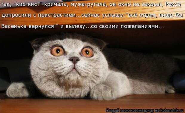 Лучшая котоматрица недели (35 фото)