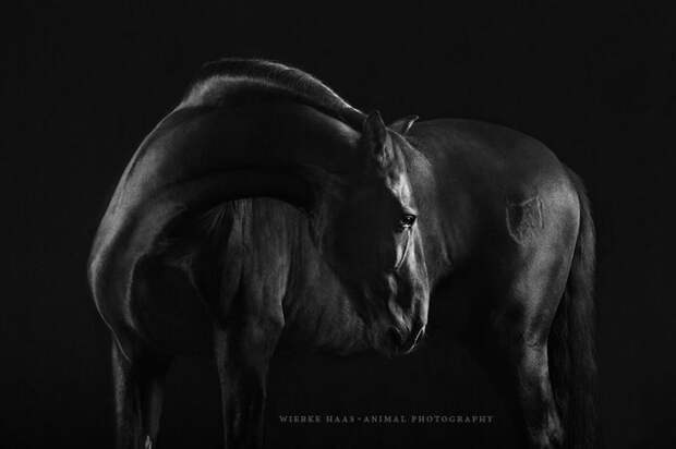 Темная красота животные, искусство, лошади, фотография