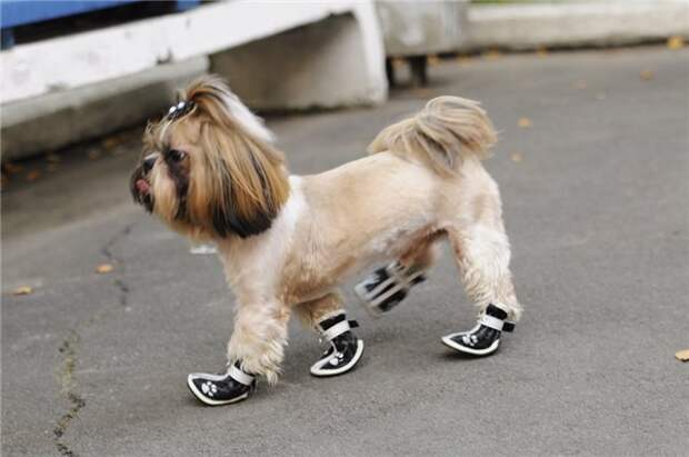 Only For Dogs