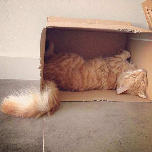 25 кошек, которые спят где угодно, кроме ваших коленей кошки спят, кошки спят в необычных местах
