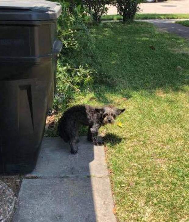dog-waiting-garage-door-owners-never-come-02