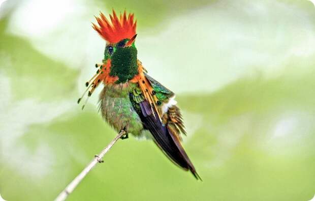Украшенная кокетка (лат. Lophornis ornatus)