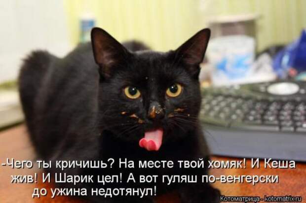 Котоматрицы(картинки с надписями)
