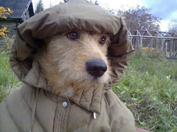 А лето нынче суровое...
