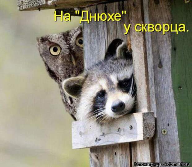 Котоматрицы (картинки с надписями)