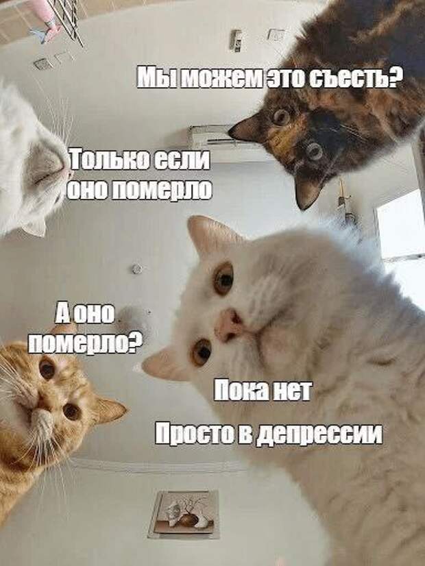 Донецкая группа новостей, Донецк ДНР