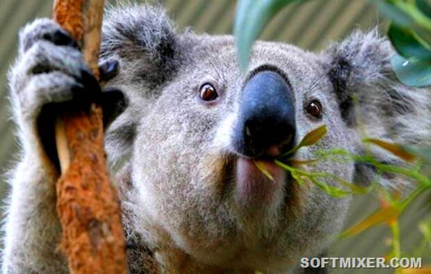 Koala-avstralijskij-medved