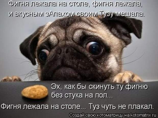 Забавные животные. Смешные фото Забавные животные. Смешные фото