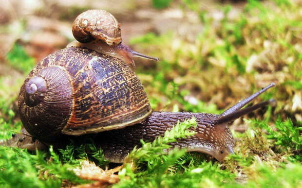 1357981412_collection-new-hd-wallpapers-2012-036 (700x437, 139Kb)