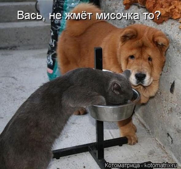 Котоматрицы(картинки с надписями)