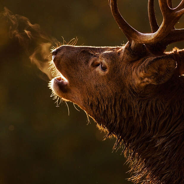 i-photograph-the-beauty-of-red-deer-in-richmond-park-5__880