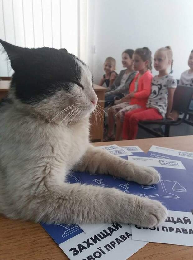 В Шевченковском райсуде Запорожья судили кота Ваську за кражу колбасы Запорожье, кот, правосудие, суд