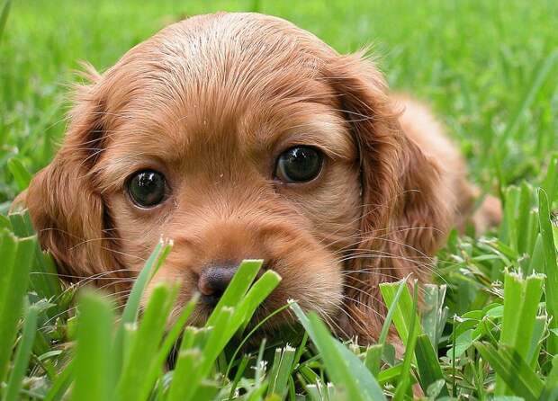 Забавные Животные