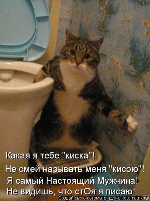 Чудная котоматрица 21