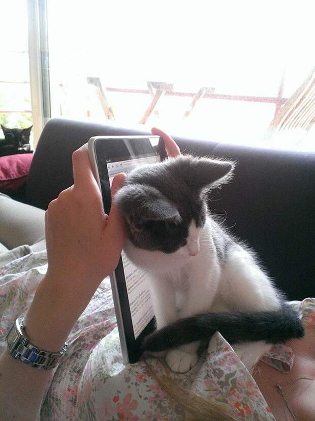 Коты, которые и не подозревают, что у вас есть личное пространство (15 фото) Коты, которые и не подозревают, что у вас есть личное пространство (15 фото)