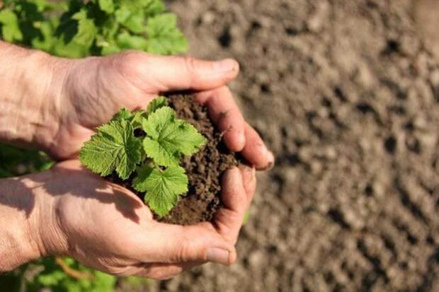7 вредных советов при выращивании смородины