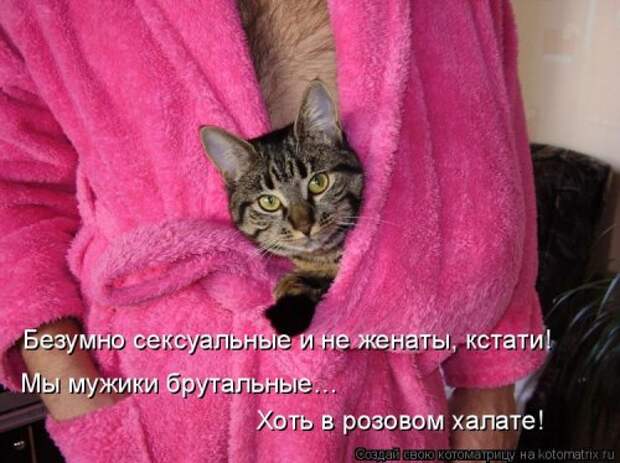 Новая котоматрица (30 фото)