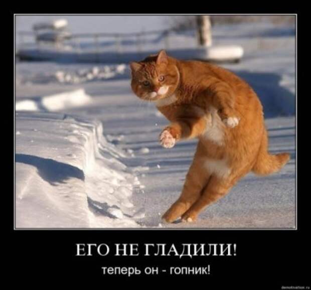 Демотиваторы про котЭ