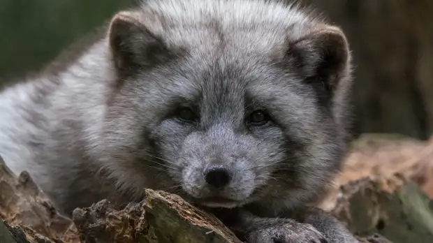 Самка песца добралась из Норвегии в Канаду за 76 дней