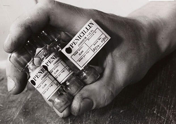 Пенициллин: 10 фактов из истории открытия лекарства
