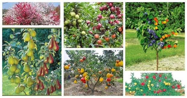 Вам не нужно иметь несколько деревьев для разных плодов - достаточно одного, где на одной ветке будут, допустим яблоки, а на другой груши Фабрика идей, дерево-сад, интересное, растения, садоводство, факты