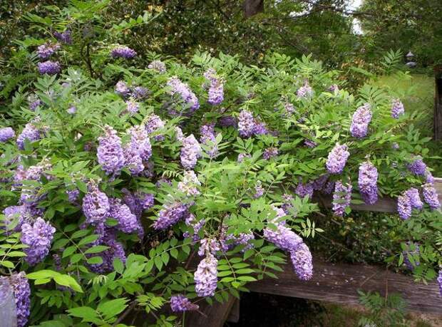 Глициния кустарниковая (Wisteria frutescens)