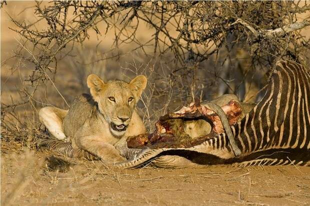 Львы (лат. Panthera leo) (англ. Lions)