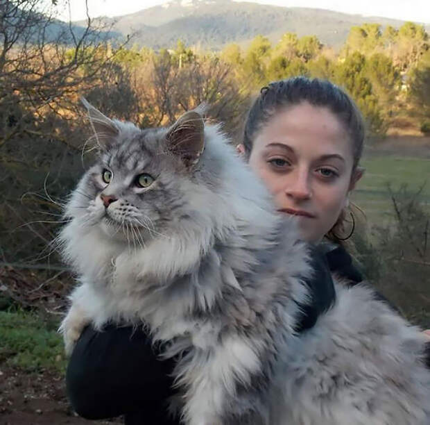 21.  кошка, пушистость, шерсть