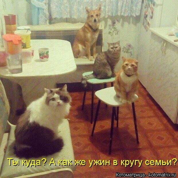 Лучшие котоматрицы недели