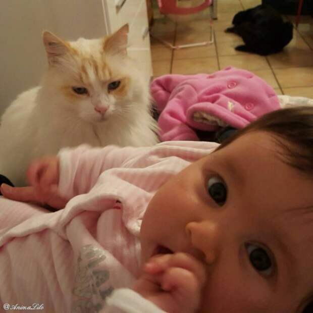 кошка нянчится с ребенком 
