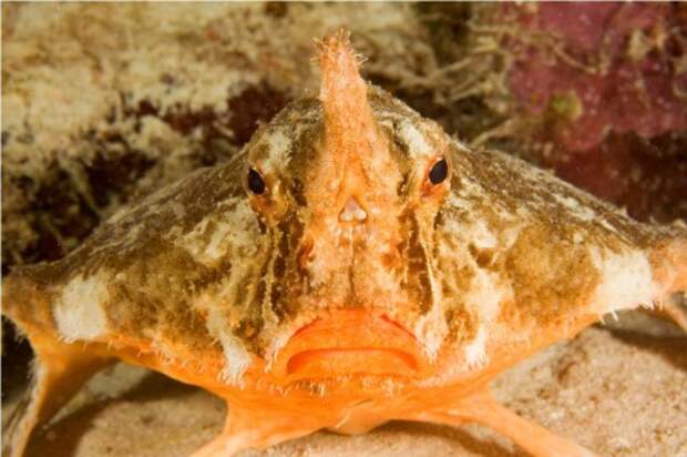 Морской нетопырь (лат. Ogcocephalidae) (англ. Batfish)
