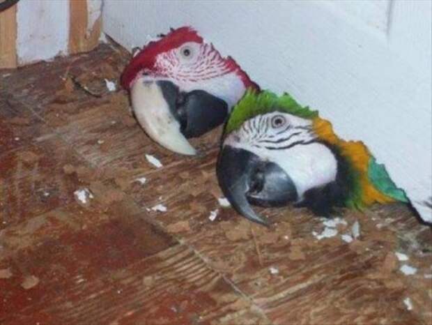 Прикольные картинки и различные фотоприколы