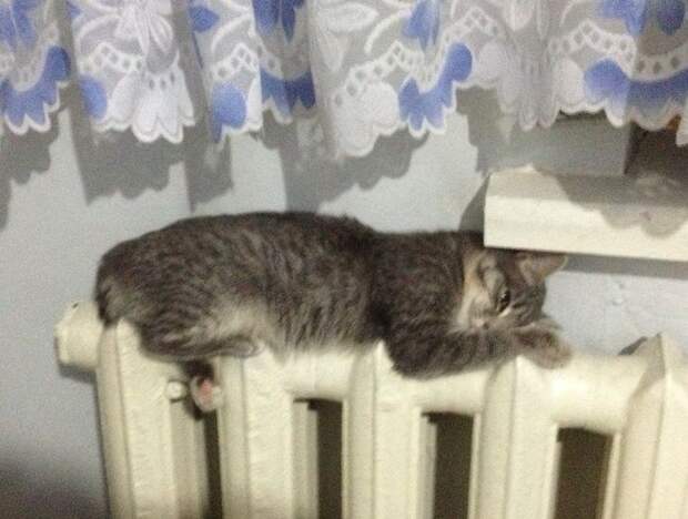 Кошки на батарее (15)