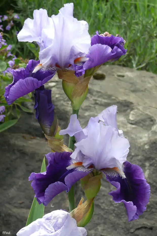 Ирис время. Ирис owyhee desert. ирис megarich. ирис остентейшес. ирис сорт индра.