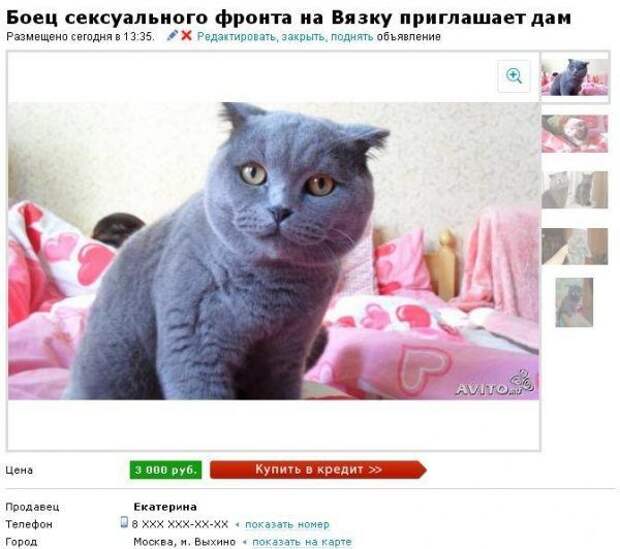 Самые прикольные объявления на Avito Самые прикольные объявления на Avito