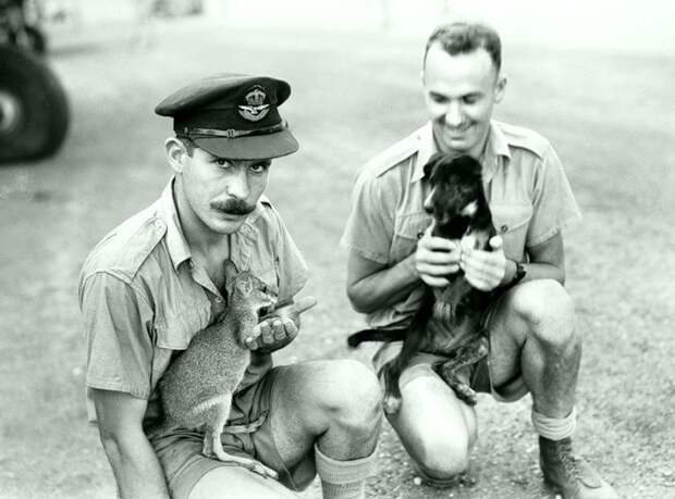 45. Австралийский лётчик с молодым кенгуру. вторая мировая война, история, фотография