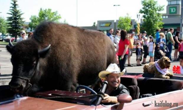 Необычные домашние животные (55 фото) Необычные домашние животные (55 фото)