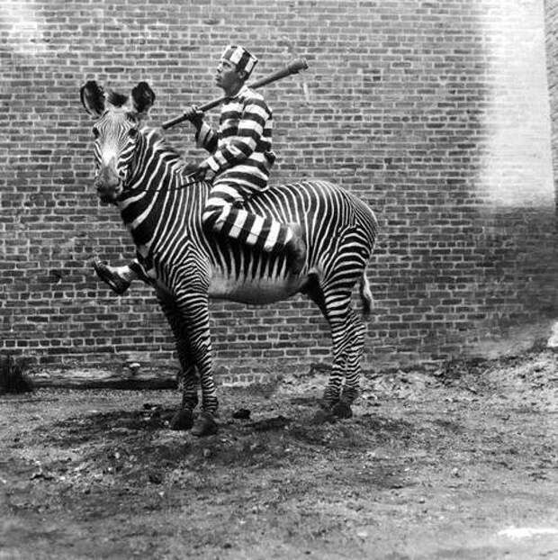 Как приручить зебру: историческое руководство животные, зебра, приручить