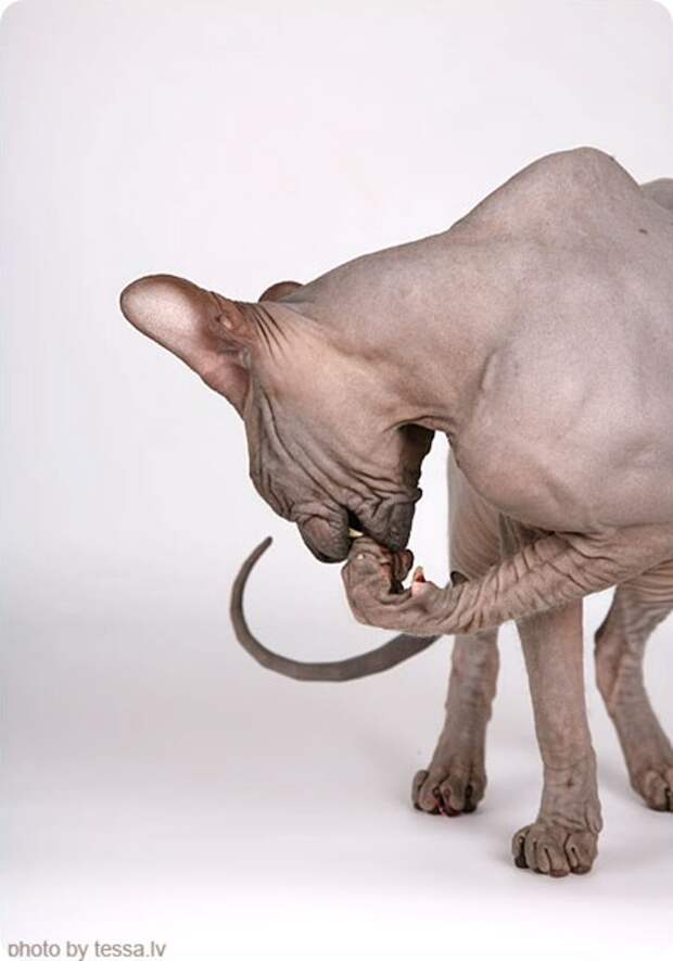 Донской сфинкс