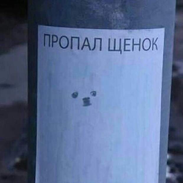 Забавные объявления о пропаже домашних животных (25 фото) 