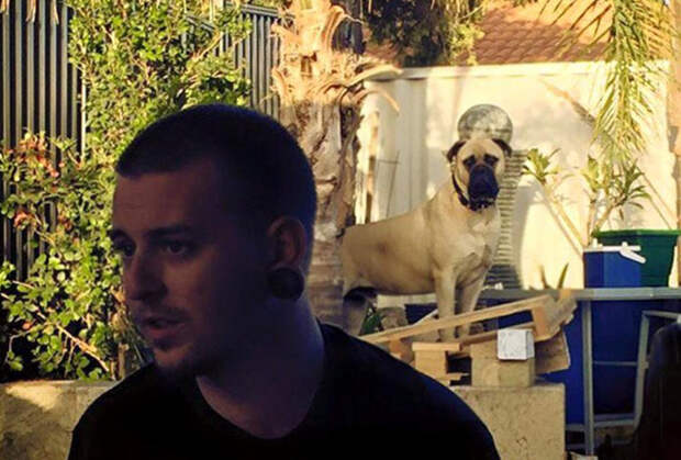dog10