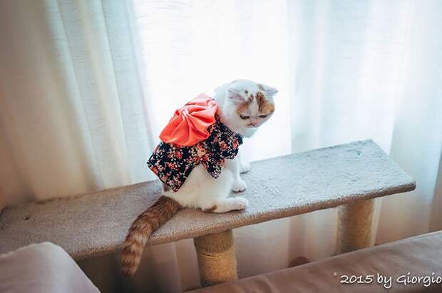 коты в кимоно, Япония