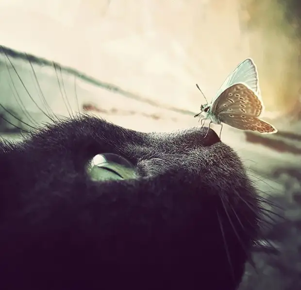 Сказочные фотографии животных с бабочками  бабочка, животное, фото