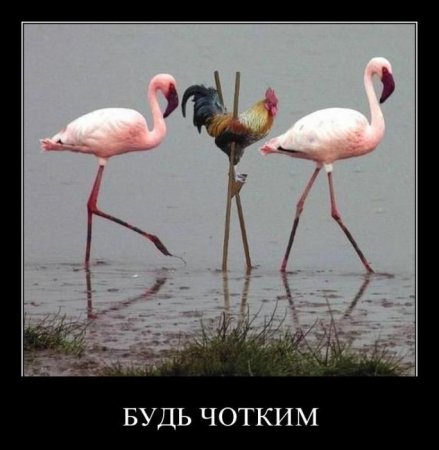 Демотиваторы всякие, смешнее не придумаешь.