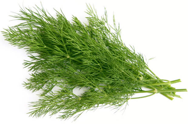 4278666_dill_main (550x363, 54Kb)