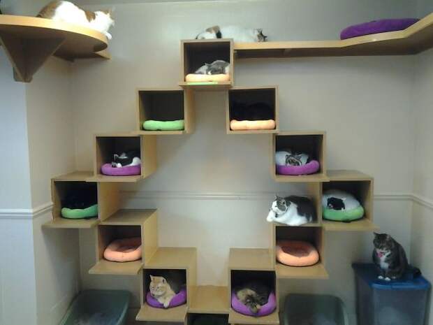 I Went To An Open House At The Cat Shelter My So Volunteers At