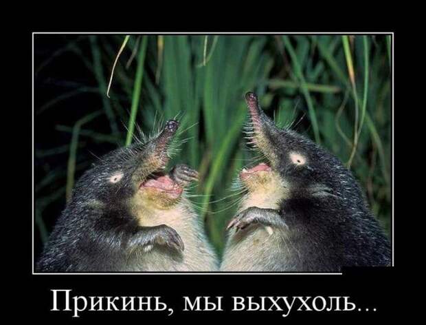 Демотиваторы (30 фото)